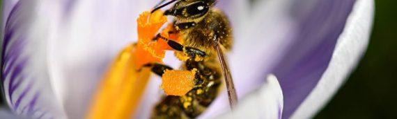 Российские ученые раскрыли противораковые свойства пчелиного яда