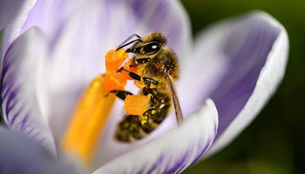 противораковые свойства пчелиного яда