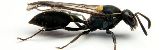 Ученые выяснили, как яд бразильской осы «чисто» убивает раковые клетки