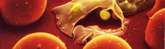 Учёные: рак поможет победить малярийный белок!
