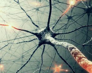 Нейроны мозга