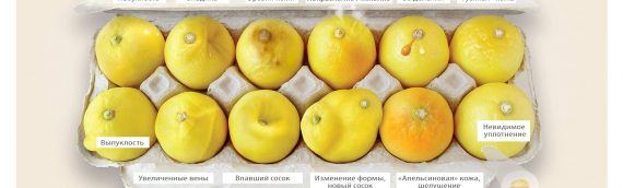 Фото лимонов, которое может стоить жизни: 12 признаков рака груди
